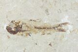 Two Cretaceous Fossil Fish (Armigatus) - Lebanon #110843-1